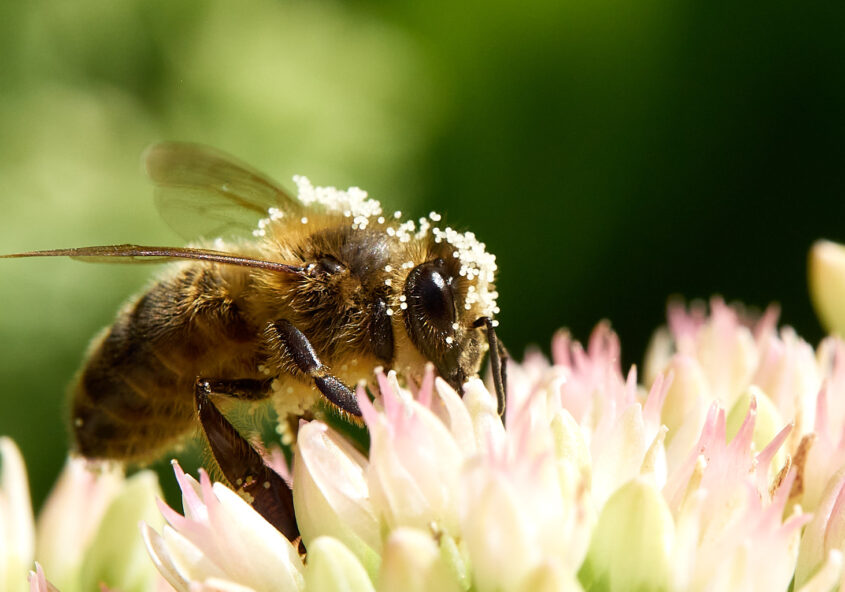 Mobilfunk schadet der Umwelt nicht